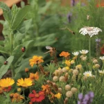 Garden Pests with Wildflowers