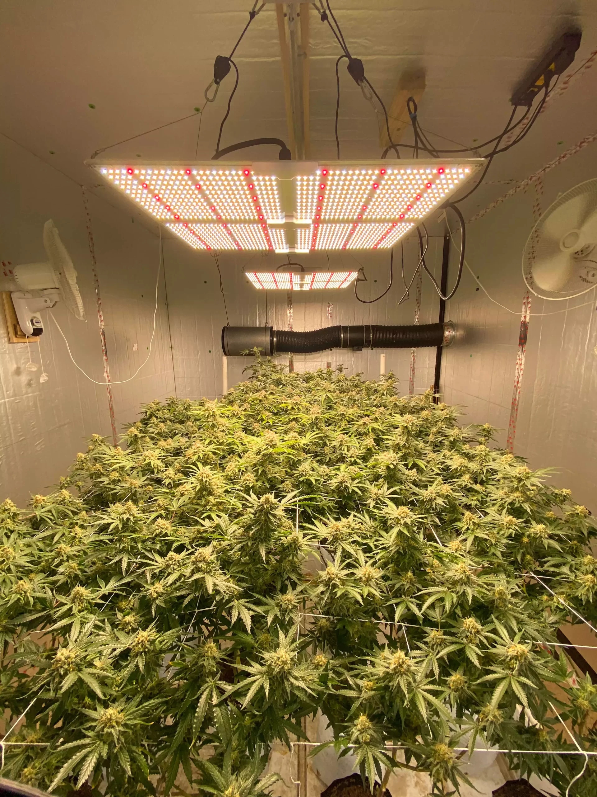 Cannabis-Grow-Under